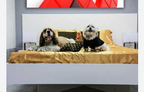 Unmatched Dog Hotel Experience in Las Vegas: Board, Play, and Stay in Style post thumbnail image