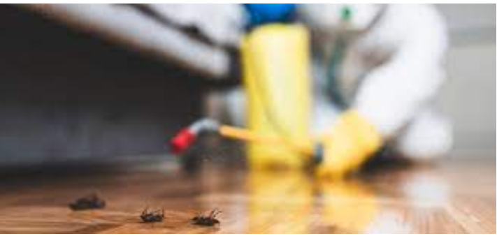 Professional Pest Removal: Would It Be Definitely worth the Expense? post thumbnail image