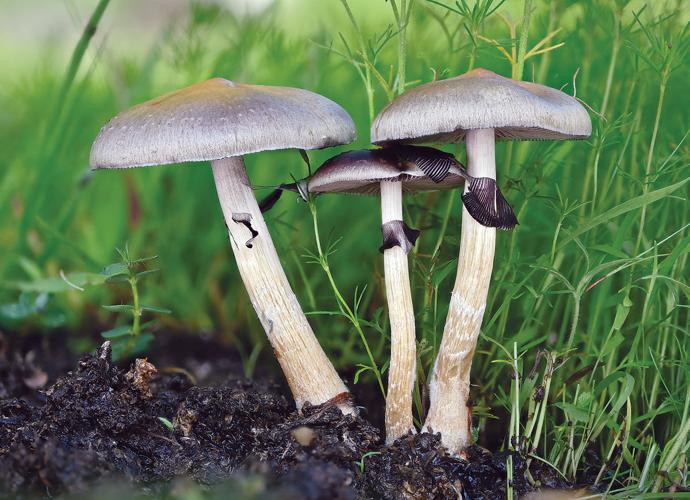 Some good benefits of Secret Refreshing mushrooms on humankind post thumbnail image