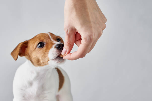 Canine Wellness Essentials: Unveiling the Power of Dog Multivitamins post thumbnail image