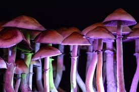 Buy Shrooms in DC: Unlocking the Psychedelic Realm post thumbnail image