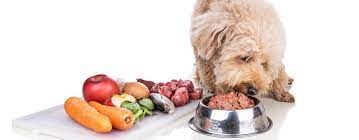 Raw Dog Food: Enhancing Canine Wellness with Natural Nutrition post thumbnail image