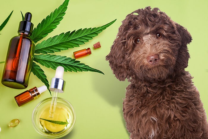 Indulge and Heal: The Rise of CBD Treats in Canine Care post thumbnail image