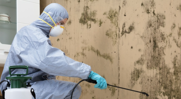Effective Digital Marketing for Mold Removal Leads post thumbnail image