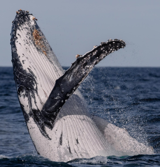 The Ultimate Guide to Whale Watching in Sydney post thumbnail image