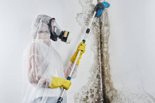 Safe and Sound: Expert Advice for Mould Removal in Your Home post thumbnail image